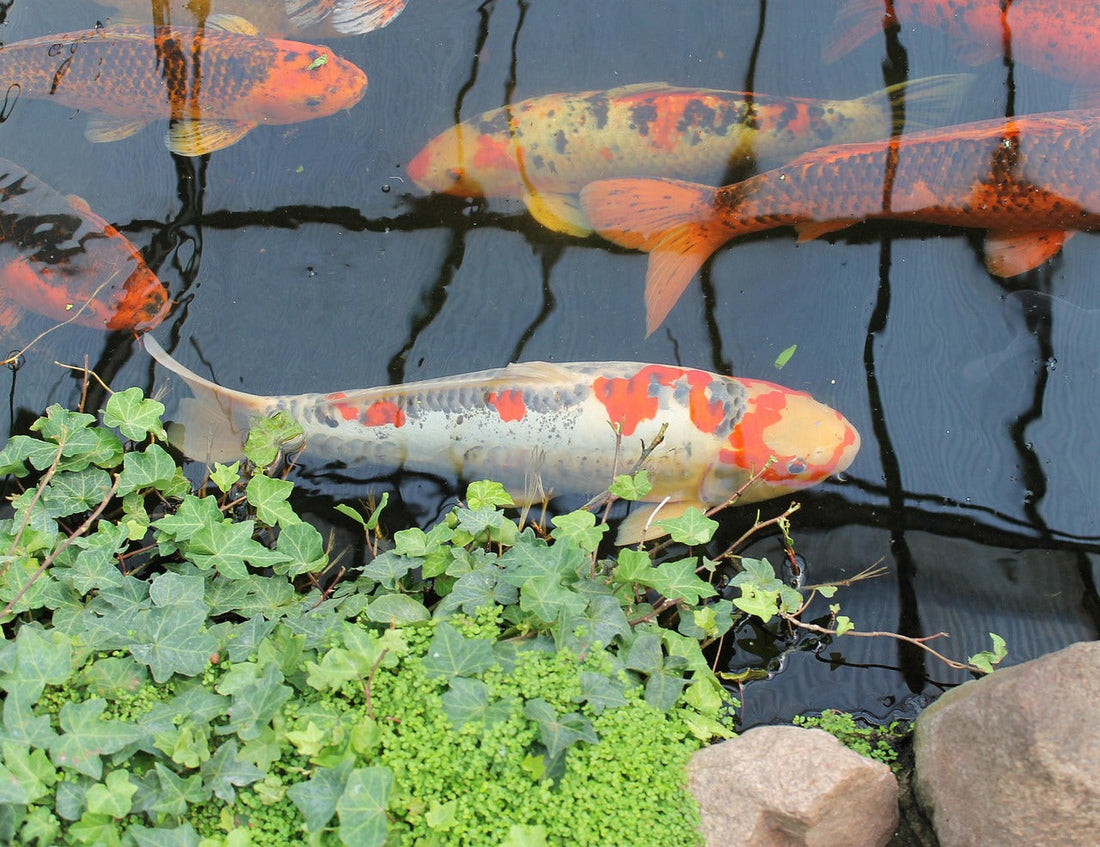 La carpe koï : un poisson majestueux pour bassin de jardin